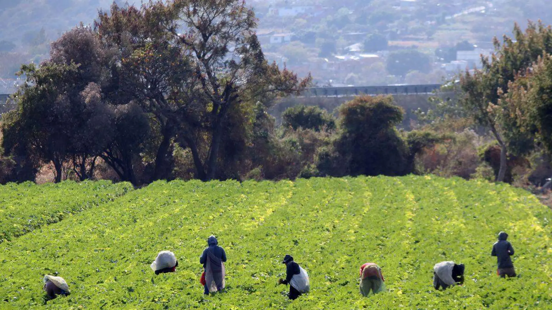 Jornaleros agrícolas